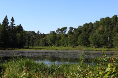 Algonquin Park yakınındaki kunduz gölet