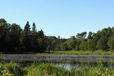 Kunduz gölet otlar tam 