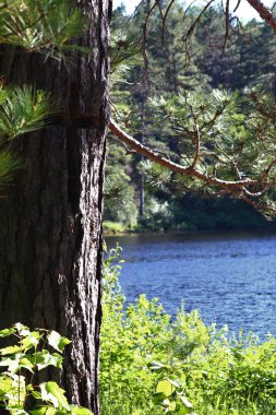 Çapraz işaretleme portaj ile ağaç 