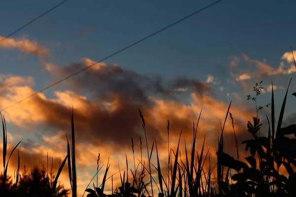 Orange Sunset Grass — Stock Photo, Image