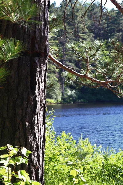 Çapraz işaretleme portaj ile ağaç 
