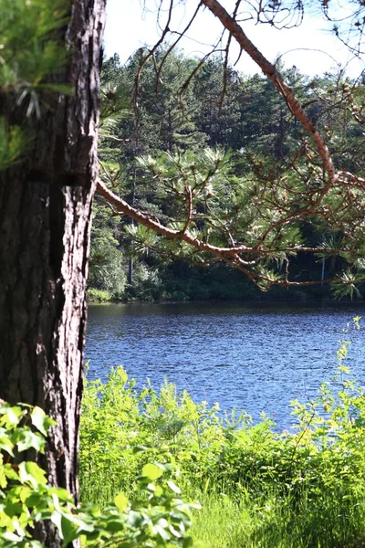 Üzerinde Cross ile ağaç 