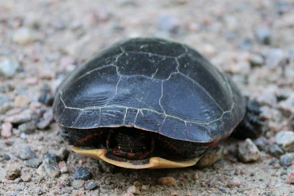 Turtle hiding in shell front view 2