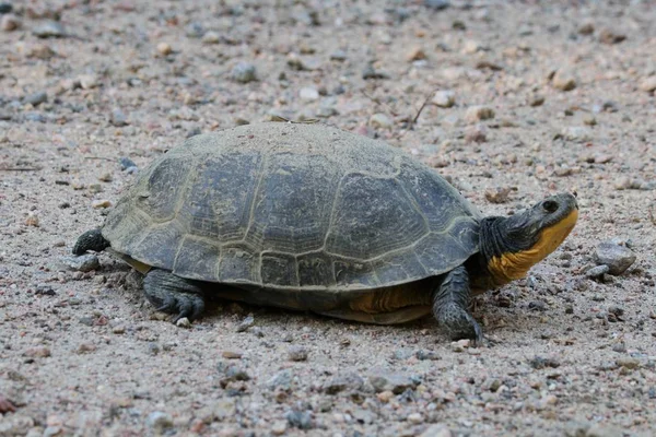 Turtle on gravel road side view