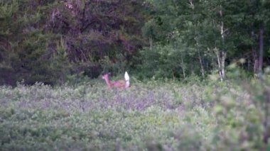 Whitetail doe kaçmak ve (ses durdurma)