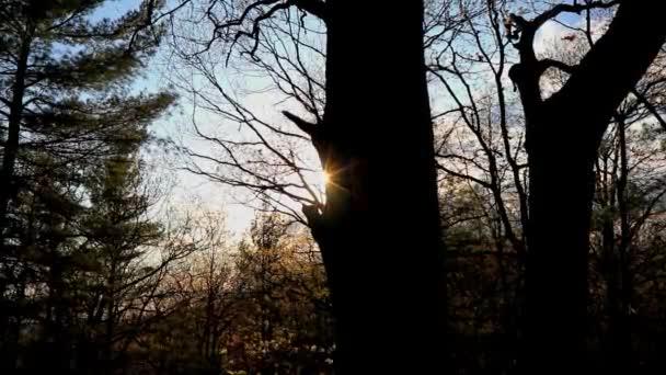 太阳偷看在树枪山附近 — 图库视频影像