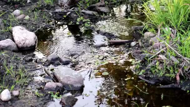 Small Water Runoff Beaver Pond — Stock Video