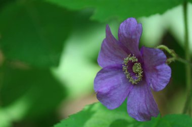 yeşil yapraklı mor çiçek 