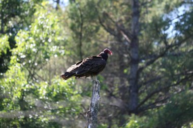 hindi akbabası levrek üzerinde yan çekim 