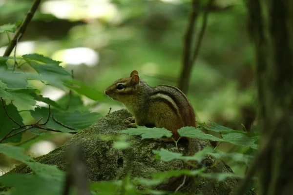 Streifenhörnchen Sitzt Auf Felsen — Stockfoto