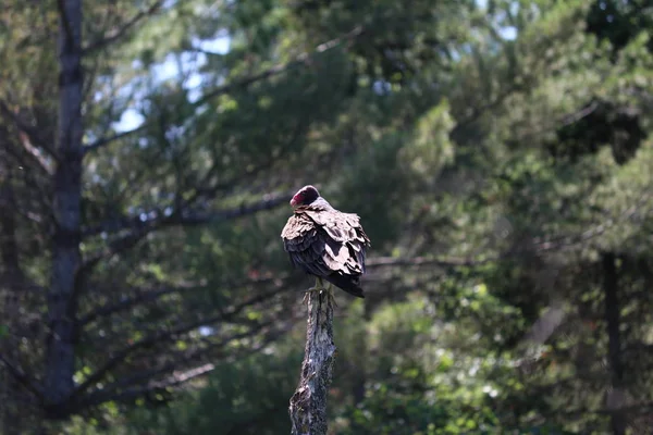 Τουρκία Όρνιο Πίσω Γύρισε — Φωτογραφία Αρχείου