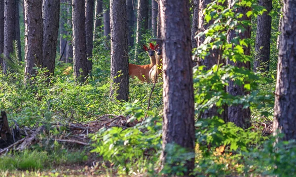 Kızıl Çam Ormanında Kameraya Bakan Iki Beyaz Kuyruklu Geyik — Stok fotoğraf