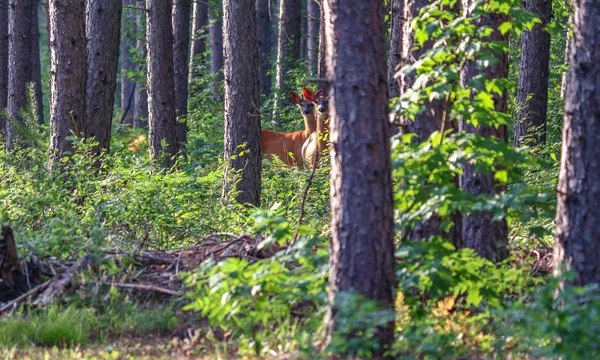 Dois Cervos Cauda Branca Olhando Para Câmera Floresta Avermelhada — Fotografia de Stock