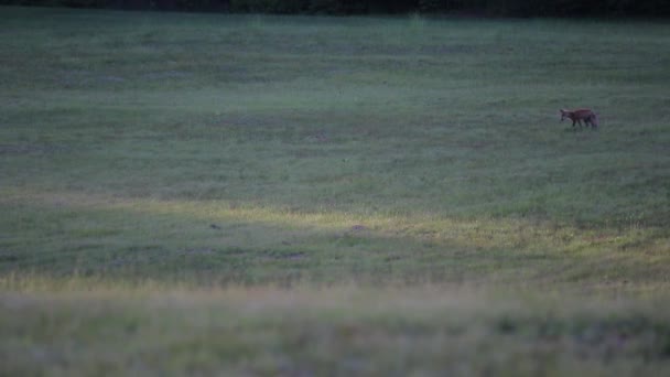 Ein Fuchs Auf Dem Feld Bildschirmrand — Stockvideo