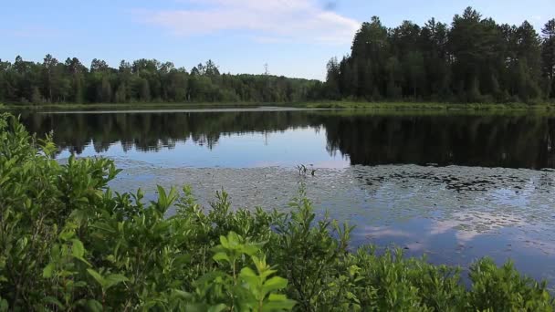 Båt Kör Förbi Floden Höger Till Vänster — Stockvideo