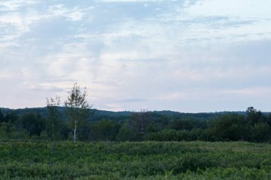 Gün doğumunda tarlada tek bir ağaç güzel yumuşak bulutlarla