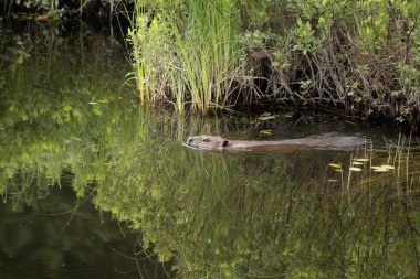 Gölde yüzen kunduzlar soldan sağa yüzerler. 