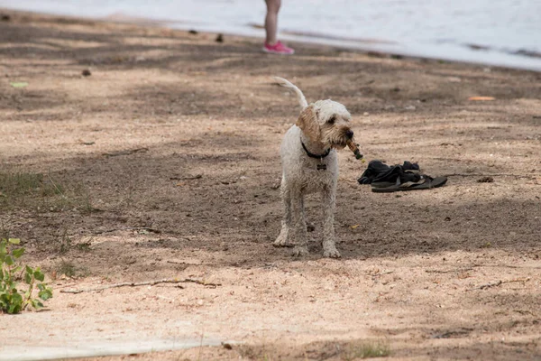 Sıcak bir yaz gününde kumsalda çocukları elinde tutan köpek..