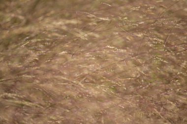 soyut doku arkaplanı, gradyan duvar kağıdının desen arkaplanı