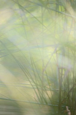 Güneş ışığı ile yeşil arka plan bulanık