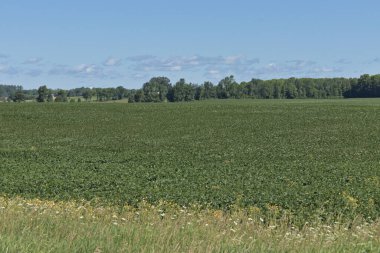 Yeşil mısır tarlasında taze mısır tarlası.