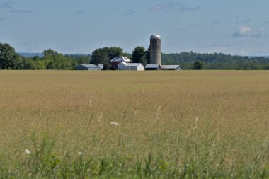 Bir ahırı olan kırsal alan manzarası