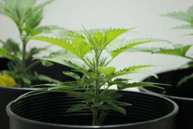 Temmuz 'da sağlıklı yeşil yapraklarla yetişen kenevir bitkisi. 