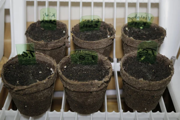 Cannabiszaden Begonnen Zwenkbare Potten Bodem — Stockfoto