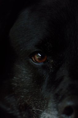Köpeğin gözünü kapat.