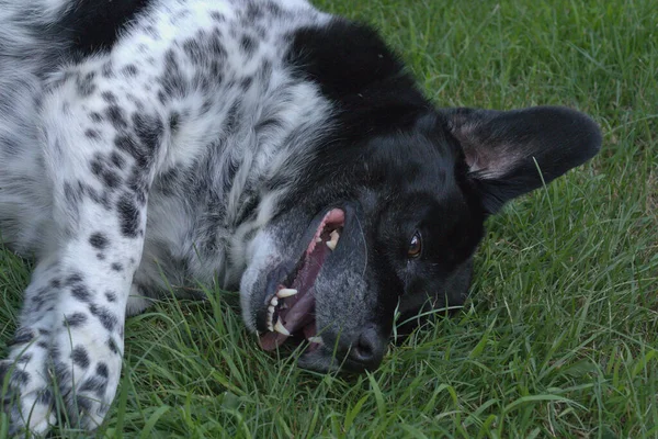 Schwarzer Und Weißer Hund Der Auf Gras Herumrollt Ist Süß — Stockfoto