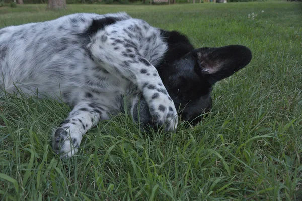 Schwarzer Und Weißer Hund Der Auf Gras Herumrollt Ist Süß — Stockfoto