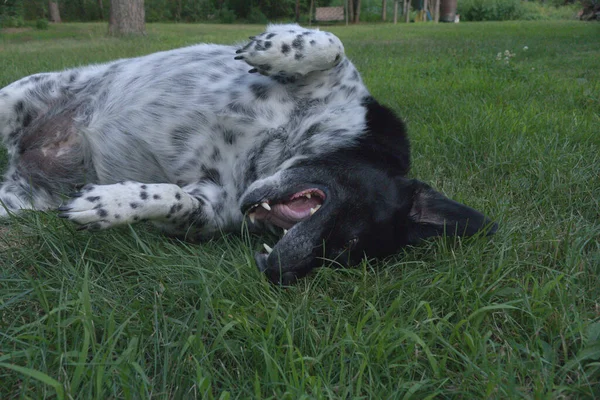 Schwarzer Und Weißer Hund Der Auf Gras Herumrollt Ist Süß — Stockfoto