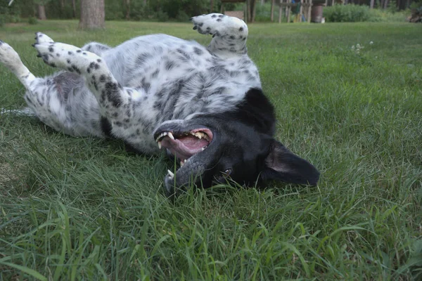 Schwarzer Und Weißer Hund Der Auf Gras Herumrollt Ist Süß — Stockfoto