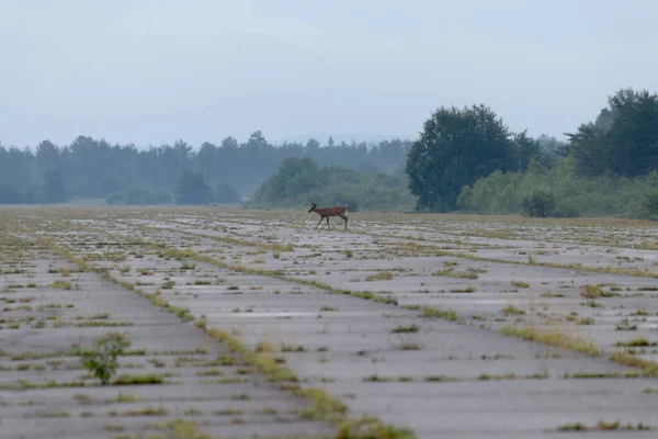 Whitetail Buck Přechází Opuštěné Letiště Bonnechere Ontario Kanada — Stock fotografie