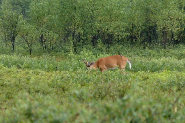 Whitetail Buck Pasoucí Listech Krátkém Kartáči — Stock fotografie