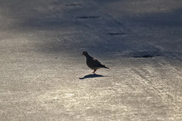 Vogel Wandelen Stoep Een Plons Van Licht — Stockfoto