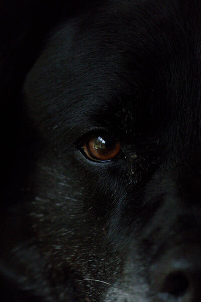 close up of dog 's eye