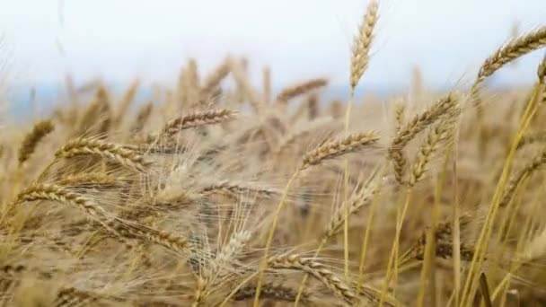 穀物畑だ 小麦のフィールド 乙女座フィールド 農業文化 小麦の小穂に穀物の揺れ風があります 夏に穀物収穫が始まります 農業事業の概念 — ストック動画
