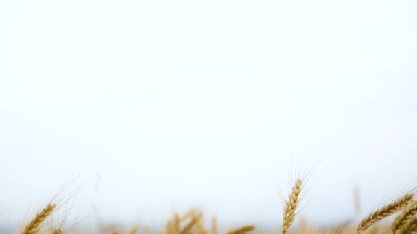处女座农业文化 麦穗与谷粒摇曳的风 夏天庄稼成熟了 农业商业概念 — 图库视频影像