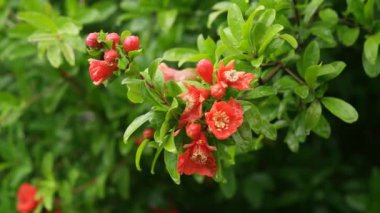Ağaçta ve tomurcukta açan kırmızı çiçekler. Onlar yağmur suyuyla yıkandı..
