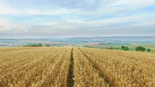 Letecký Záběr Obilné Pole Pole Pšenice Panenské Pole Zemědělská Kultura — Stock video