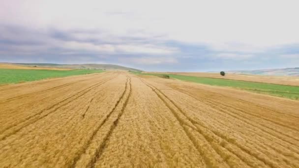 Hava Görüntüsü Mısır Gevreği Tarlası Buğday Tarlası Başak Tarlası Tarım — Stok video