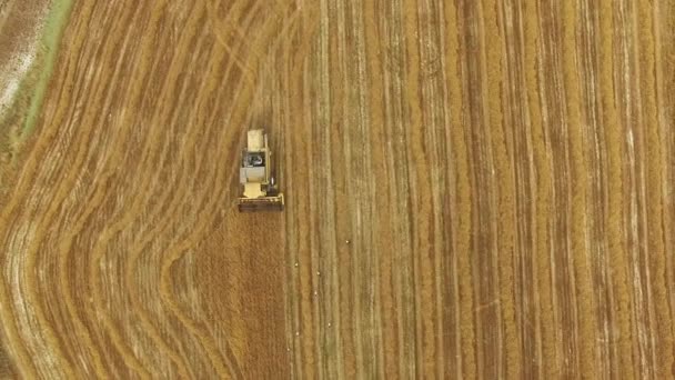 空中射击 农民在农村田里用机器收割成熟的大麦 成熟谷类作物的金穗 有机清洁谷类栽培 — 图库视频影像