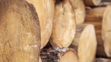 Ağaç gövdelerini kes. Kereste yığınları. Kesilmiş ağaçlar. Ağaç kesme servisi. Ahşap yüzey.