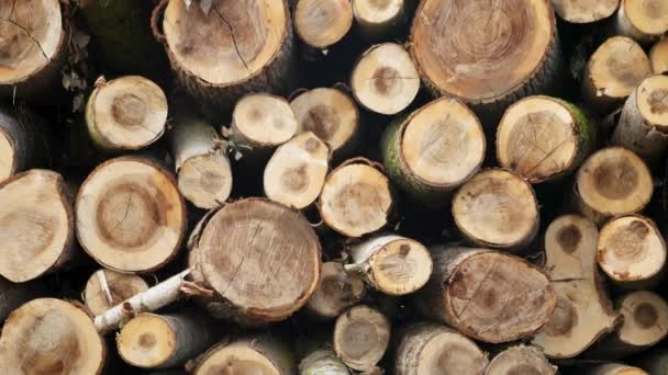 Wytnij Pnie Drzew Drewniane Stosy Spadły Drzewa Usługi Wycinania Drewna — Wideo stockowe