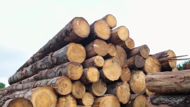 Baumstämme Abschneiden Holzstapel Gefällte Bäume Holzfällerdienste Holzoberfläche — Stockvideo