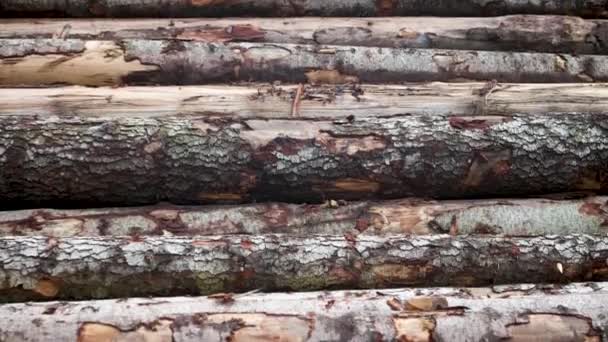 Snij Boomstammen Houtstapels Gevelde Bomen Houtsnijden Houten Oppervlak — Stockvideo