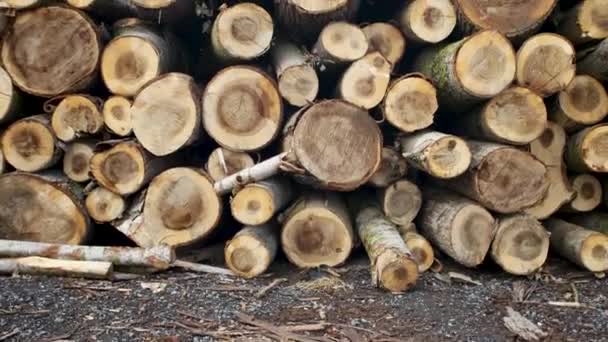 Couper des troncs d'arbres. Des piles de bois. Des arbres abattus. Services de coupe de bois. Surface en bois.