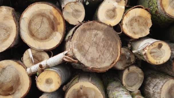 Wytnij Pnie Drzew Drewniane Stosy Spadły Drzewa Usługi Wycinania Drewna — Wideo stockowe