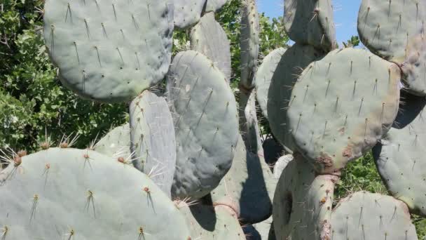 Planta Opuntia Regiones Áridas Clima Desértico — Vídeos de Stock